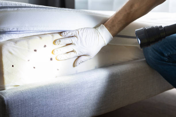 Best Wasp Removal Services  in Daniels, WV