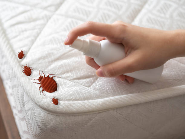 Best Bed Bug Extermination  in Daniels, WV