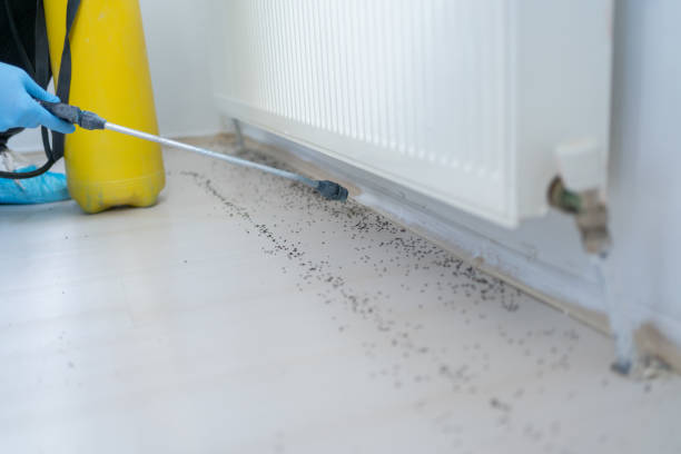 Best Termite Control Services  in Daniels, WV