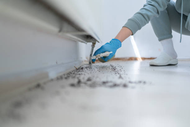 Best Residential Pest Control  in Daniels, WV